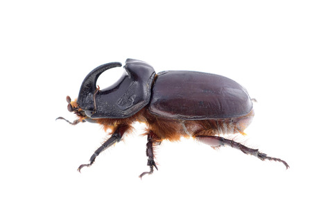 Rhinoceros beetle isolated on white background