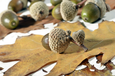 Oak acorns with autumn leaves on an old tableの写真素材