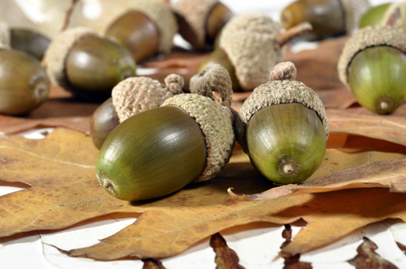 Oak acorns with autumn leaves on an old tableの写真素材