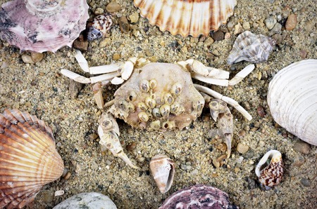 Dry dead crab on the beach.