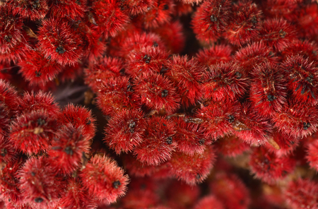 Rhus typhina single flower, traditional Mediterranean spice ,  close upの写真素材