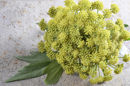 Flowers and leaves  of fresh spices (Levisticum officinale)