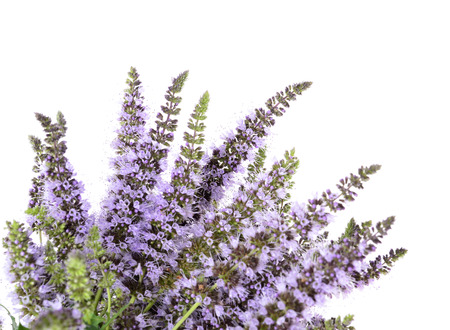 Mentha spicata (Spearmint, Spear Mint) on an isolated white backgroundの写真素材