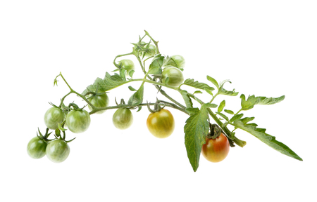 Young cherry green tomato on the bushes,from the flower to the fruit  isolated over whiteの写真素材