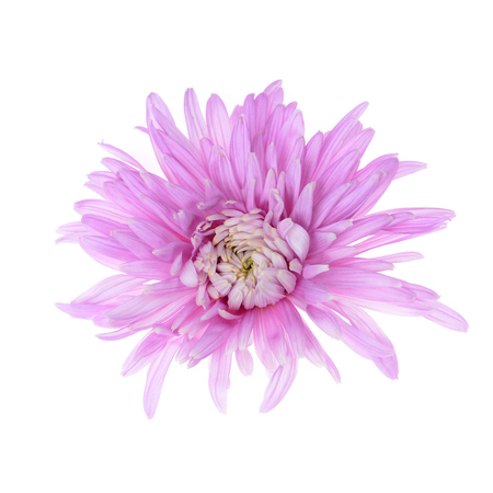 Single purple chrysanthemum flower head isolated on white backgroundの写真素材
