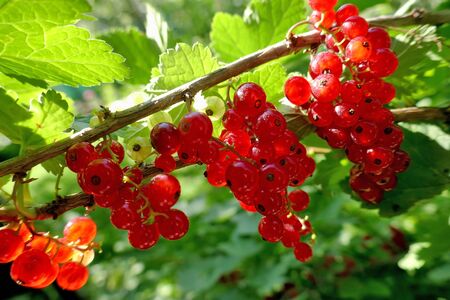 Ripe red currant berries growing on a bush - close upの写真素材