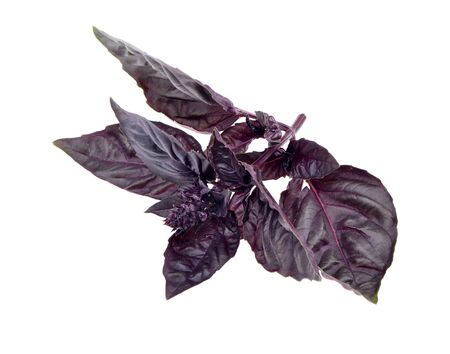 Close up studio shot of fresh red basil herb leaves isolated on white background. Purple Dark Opal Basil.の写真素材