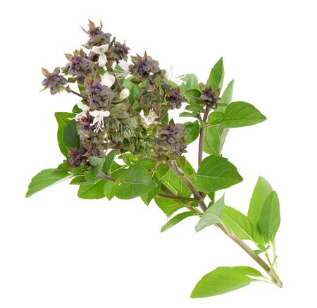 Close up studio shot of fresh  basil herb leaves isolated on white background.の写真素材