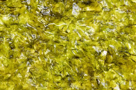 Crispy chips of nori as background .の写真素材