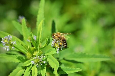 Bee on a  blue fenugreek (Trigonella caerulea) flower close-up. Bee collects honey and pollinates a flower of a meadow plantの写真素材
