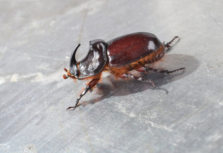 Big brown  the rhinoceros beetle (Oryctes nasicornis) close-up. This exceptional insect, a symbol of strength and resilienceの写真素材