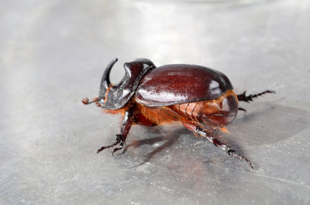 Big brown  the rhinoceros beetle (Oryctes nasicornis) close-up. This exceptional insect, a symbol of strength and resilienceの写真素材