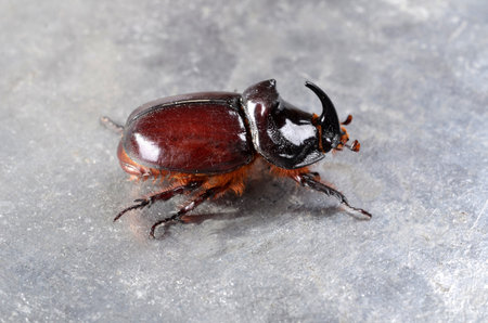 Big brown  the rhinoceros beetle (Oryctes nasicornis) close-up. This exceptional insect, a symbol of strength and resilienceの写真素材