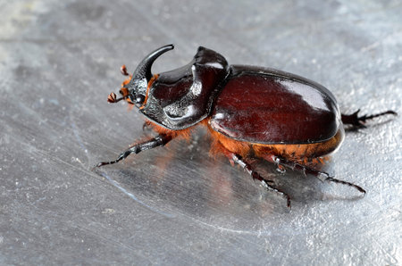 Big brown  the rhinoceros beetle (Oryctes nasicornis) close-up. This exceptional insect, a symbol of...