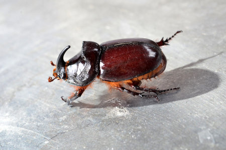 Big brown  the rhinoceros beetle (Oryctes nasicornis) close-up. This exceptional insect, a symbol of strength and resilienceの写真素材