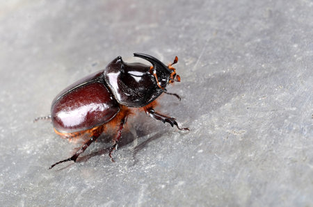Big brown  the rhinoceros beetle (Oryctes nasicornis) close-up. This exceptional insect, a symbol of...