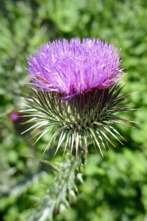 Onopordum acanthium or cotton thistle flowers, grow in the garden,on green background.の写真素材
