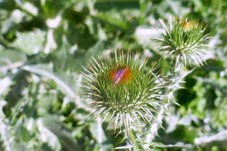 Onopordum acanthium or cotton thistle flowers, grow in the garden,on green background.の写真素材