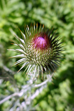Onopordum acanthium or cotton thistle flowers, grow in the garden,on green background.の写真素材