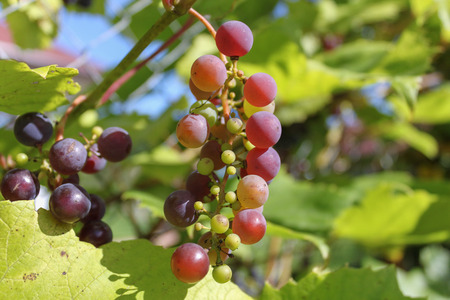healthy grapes on vineの写真素材