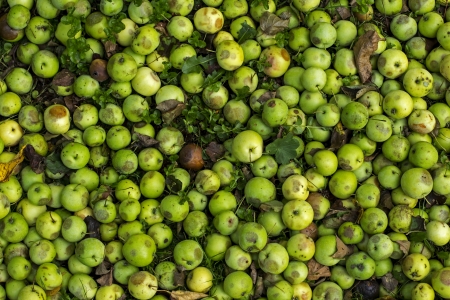 Crop of autumn apples