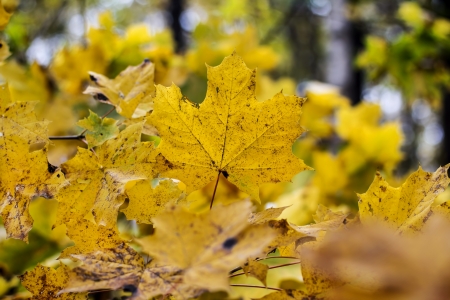 Autumn maple leaves