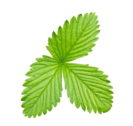 Fresh leaf of wild strawberryの写真素材