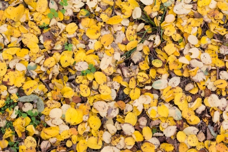 Autumn fallen leaves on the earthの写真素材