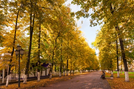 Autumn Avenueの写真素材