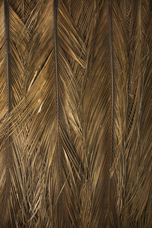 Close up of texture dry palm leaves