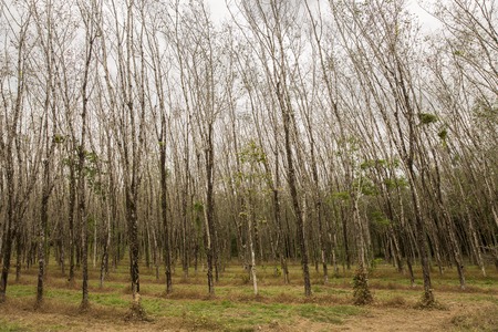 Rubber tree, hevea brasiliensis plant produce latex in shady plantationの写真素材
