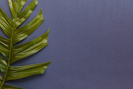 Tropical palm leaf on blue background. Flat lay, top view