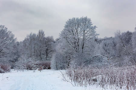 Beautiful winter landscape with field of white snow and forest on horizon on sunny frosty dayの写真素材