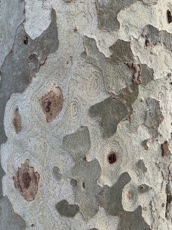 wood texture natural, background surface with old natural patternの写真素材