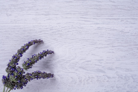 Lavender with backgroundの写真素材