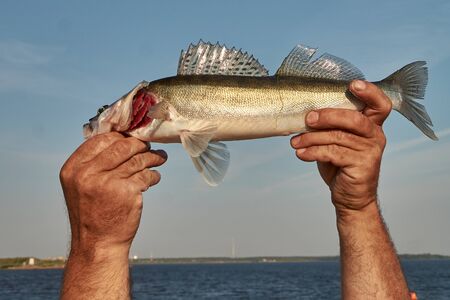 caught zander in the hands of a fisherman close up against the sky