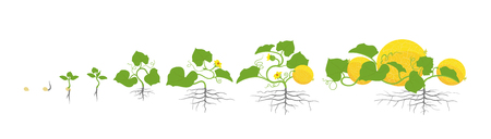 Growth stages of melon plant. Vector illustration. Cucumis melo. Melon cantaloupe life cycle. On white background. Plant species in the family Cucurbitaceae.のイラスト素材