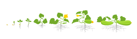 Growth stages of zucchini or courgette plant. Vector illustration. Cucurbita pepo. Zucchini squash life cycle. On white background. Plant species in the family Cucurbitaceae.のイラスト素材