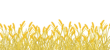Cereal field banner background. Yellow gold autumn Rye plant grass. Barley vector illustration. Wheat harvest plant. Agricultural production on white backgroundのイラスト素材