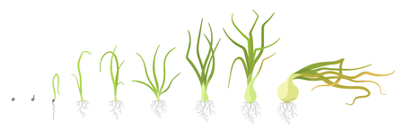 Crop stages of onion. Growing onion plants. Bulbs life cycle. Harvest growth biology. Allium vector colorful flat Illustration on white background.のイラスト素材