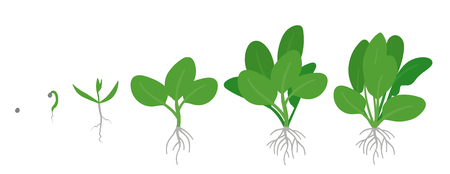 Crop stages of Spinach. Growing Spinach plant. Green leafy vegetable growth. Spinacia oleracea. Vector flat Illustration.のイラスト素材
