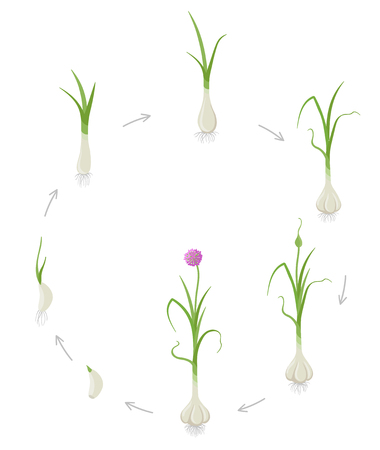 Crop stages of Garlic. Growing Garlic plant. Circular life cycle. Gardening harvest vegetable. Allium sativum. Vector flat Illustration on white background.のイラスト素材