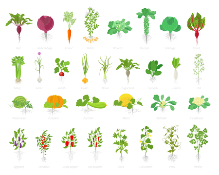 Agricultural plant icon set. Vector farm plants. Beets cabbage carrots potatoes celery garlic. Growth planting popular vegetables set. Flat stock clipart.のイラスト素材