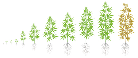 The Growth Cycle of hemp plant. Marijuana phases set. Cannabis sativa ripening period. The life stages. Weed Growing. Isolated infographic vector illustration on white background. Medical cannabis.のイラスト素材
