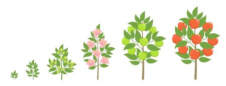Apple tree growth stages. Ripening period progression. Fruit tree life cycle animation plant seedling. Apple increase phases.のイラスト素材