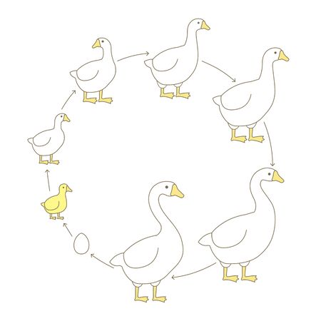 Round Stages of poultry growth set. Breeding fowl. Goose production. Gosling grow up animation circle progression. Flat vector illustration.のイラスト素材