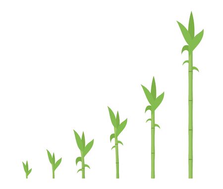 Bamboo growth stages. Bamboos ripening period progression. Bambusa life cycle animation plant phases development. Bambos with roots. Green leaves and stalk. Flat vector.のイラスト素材