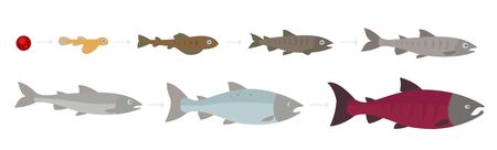 Life cycle of the Atlantic Salmon. Stages of salmon fish growth set. Coho salmon growth from egg to fry. Sockeye aquaculture grow up animation progression.のイラスト素材