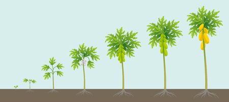 Papaya tree growing process. Papaw development stage. Ripening period vector infographic.のイラスト素材