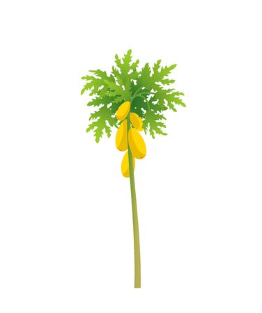 Papaya tree. Papaw plant. Large yellow papaya fruits on a tree. Flat vector illustration.のイラスト素材